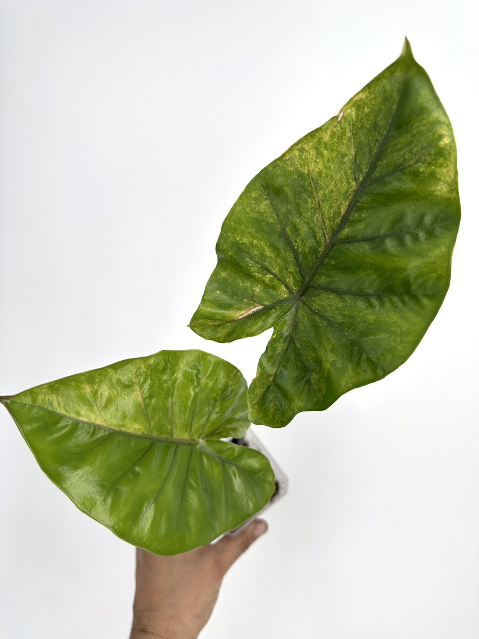 RARE UNICORN! Alocasia Dark Star Aurea ($297) from @MildToWildStudio