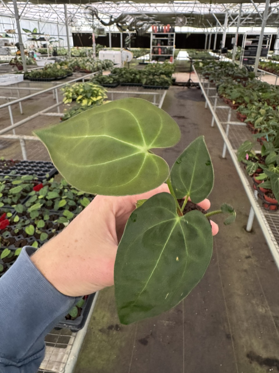 Anthurium ravens heart (pap x AOS) starter plant growers choice