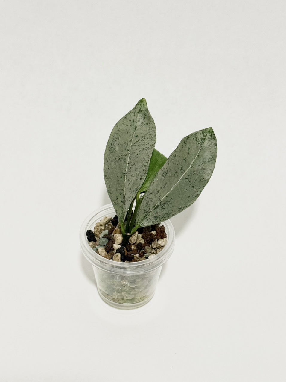 Hoya amicabilis 'Silver' ($48) from @thetrailingfoliage