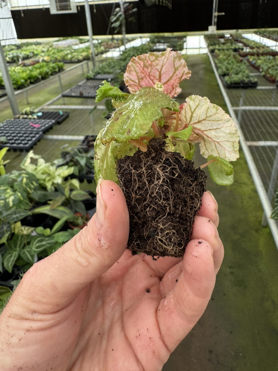 イチジク小苗 BathenJani ㊻ Begonia midnight sun starter plant growers choice ($20) from