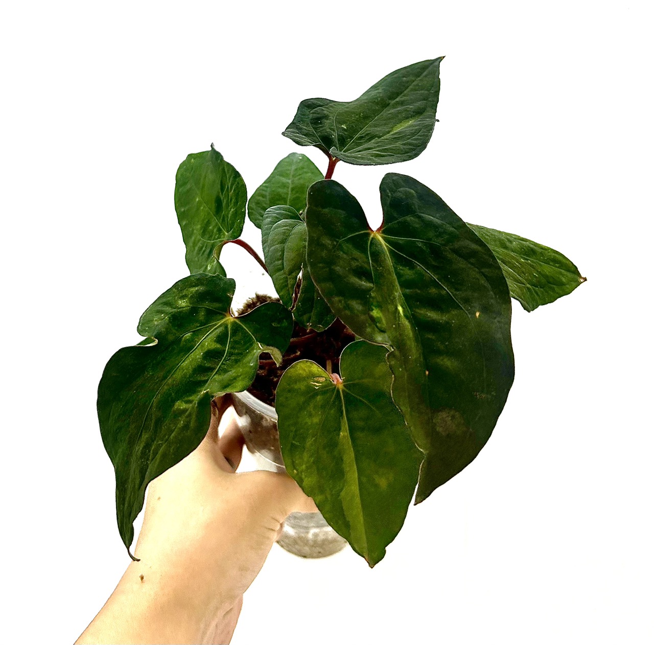 Mutation Variegated Anthurium Besseae Aff x Papi Mid Cutting ($150