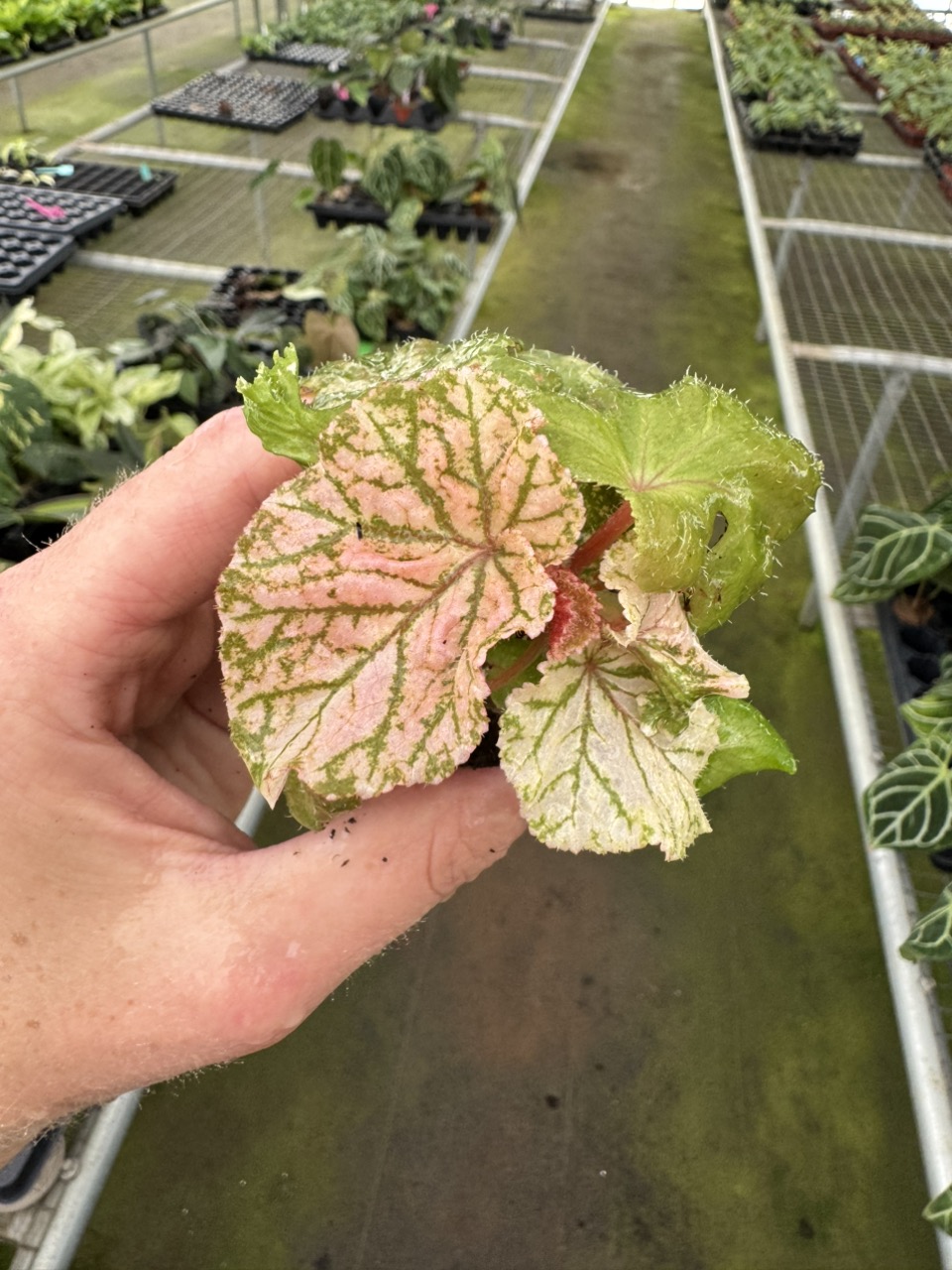 Begonia midnight sun starter plant growers choice ($20) from