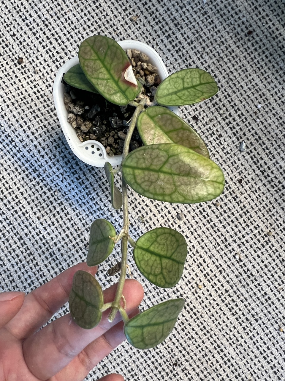GWセール　珍種　レア　原種ホヤ　Hoya Lyi Noid① Hoya lyi noid ($39.95) from @gglovesplants