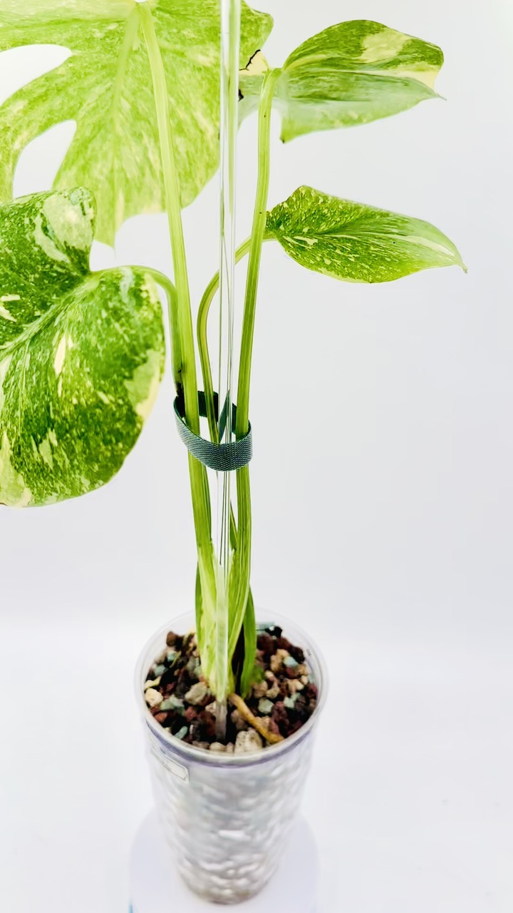 Monstera Green Snow ($350) from @ExoticJardinCollective