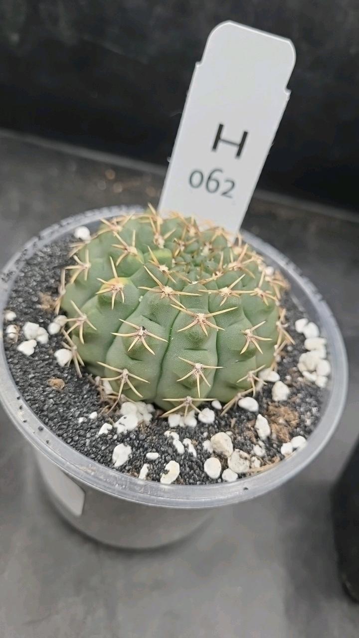 Gymnocalycium Ochoterenae Variegated in 3 inch H062 ($35) from