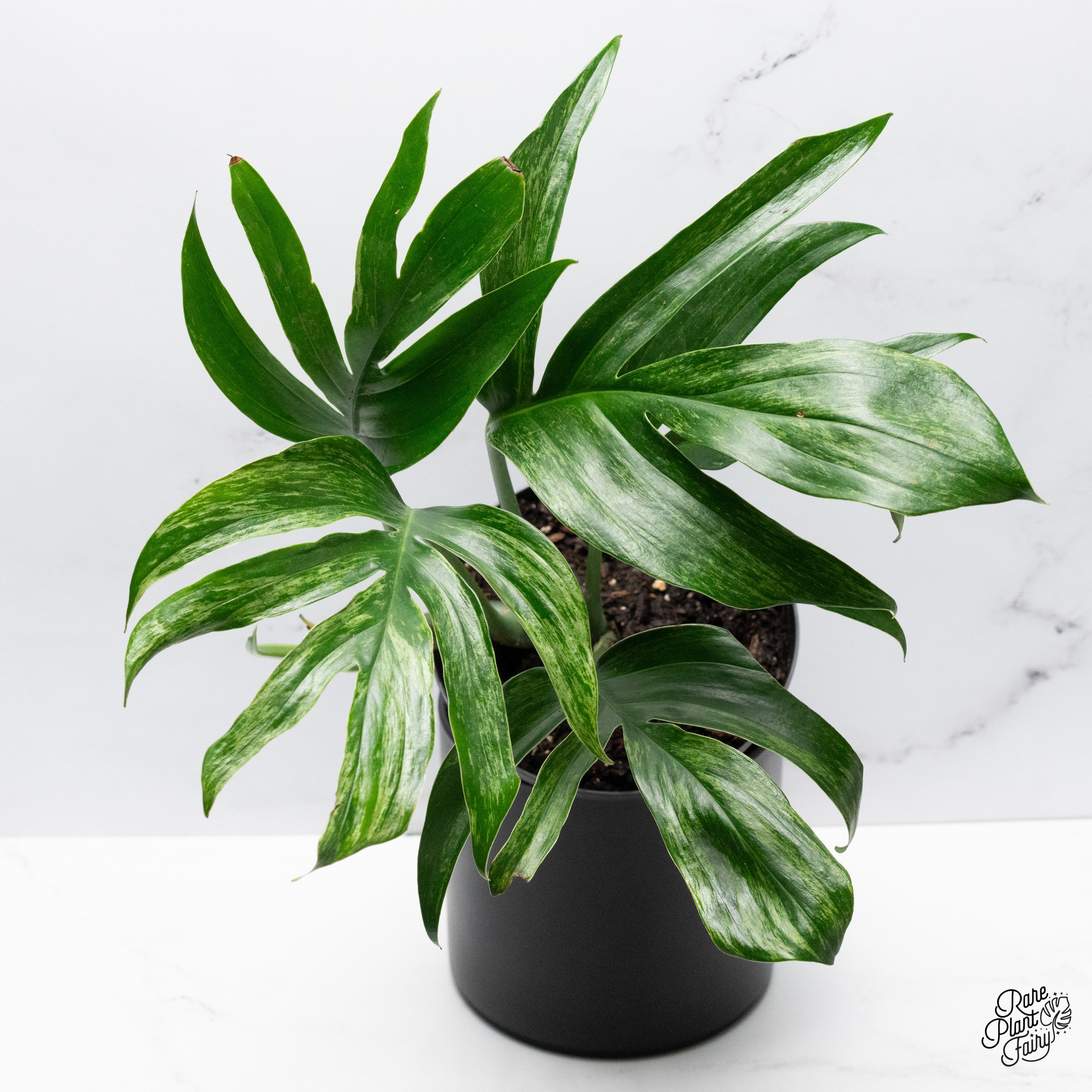Rhaphidophora Decursiva Variegated (Dragon's Tail) *Grower's choice* ($95)  from @RarePlantFairy