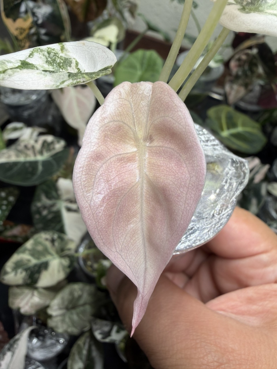 Pink Cuprea from TC ($725) from @LeafyLeafHawaii