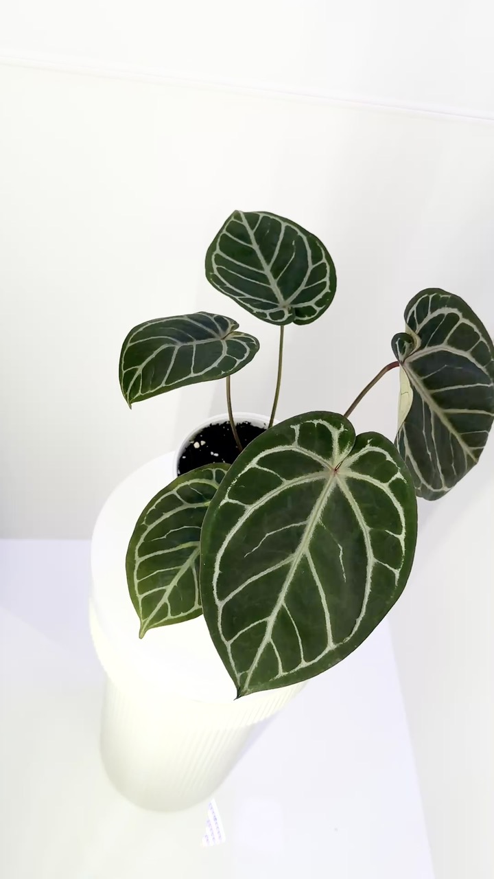 RedCrystallinum × Blackwidow×Michelle Anthurium Black Widow-Michelle x Brielle-Red Crystallinum In