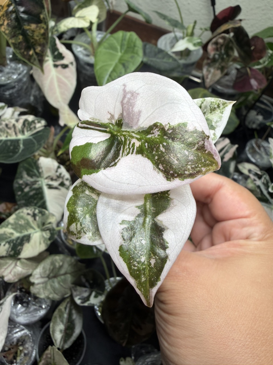 Pink Cuprea from TC ($725) from @LeafyLeafHawaii
