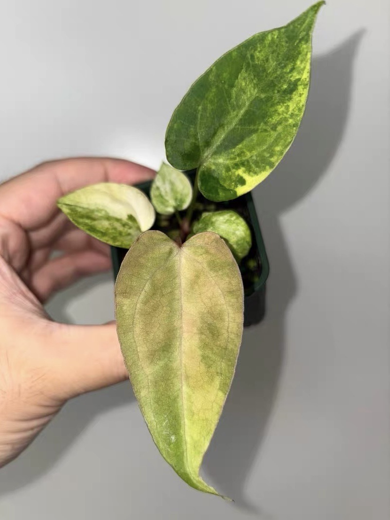 variegated anthurium RL (from JV) x papi green velvet ($500) from