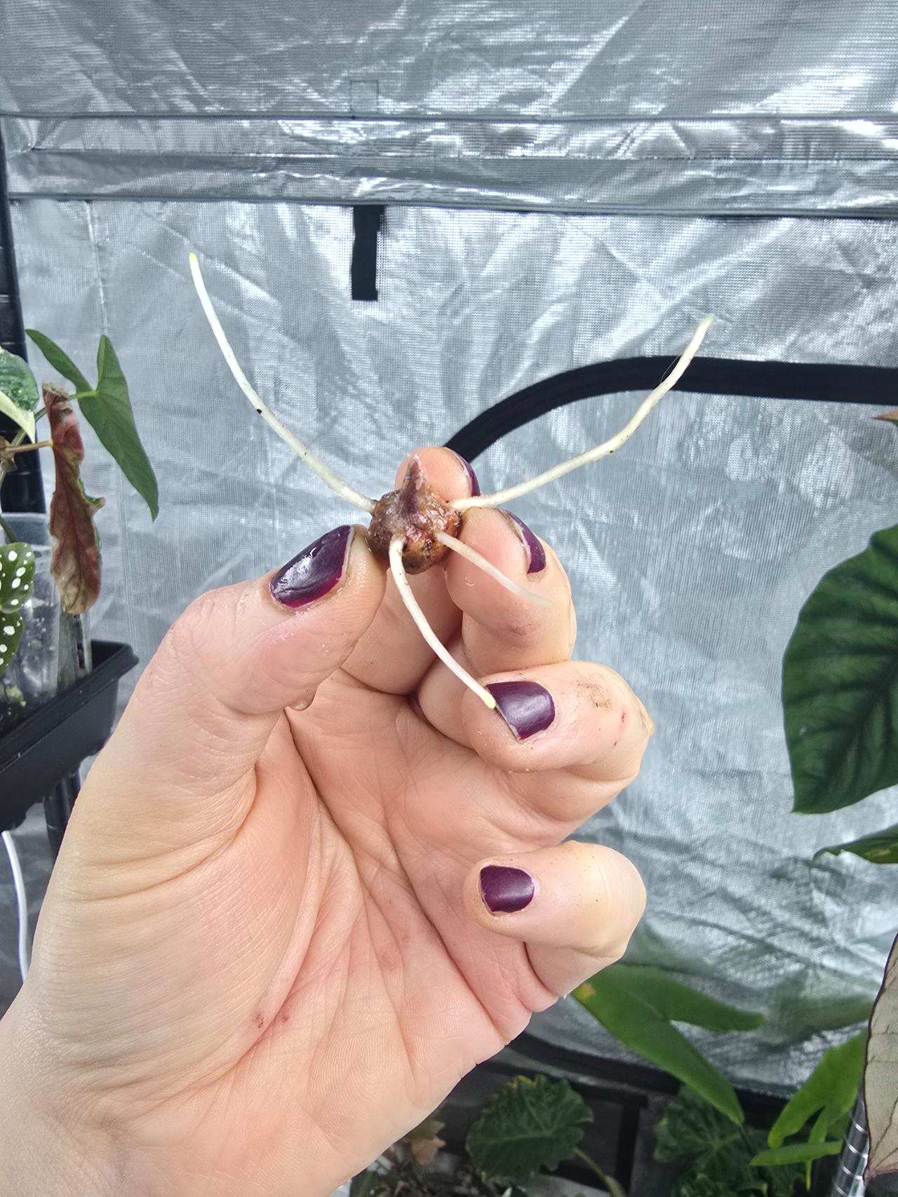 Alocasia Shattered Glass large, rooted corm ($45) from @LeafandSpathe