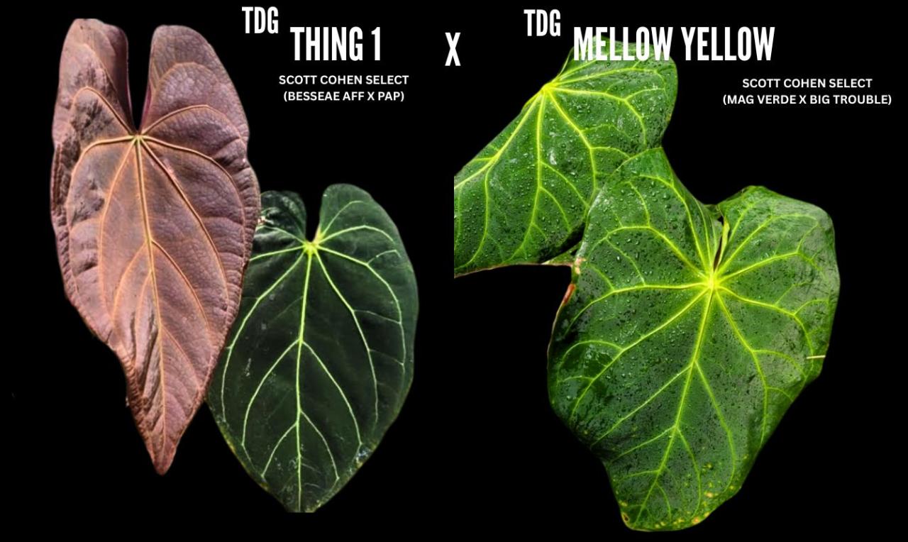 A80 Thing 1 x Mellow Yellow Anthurium ($75) from @TheDrunkenGnome