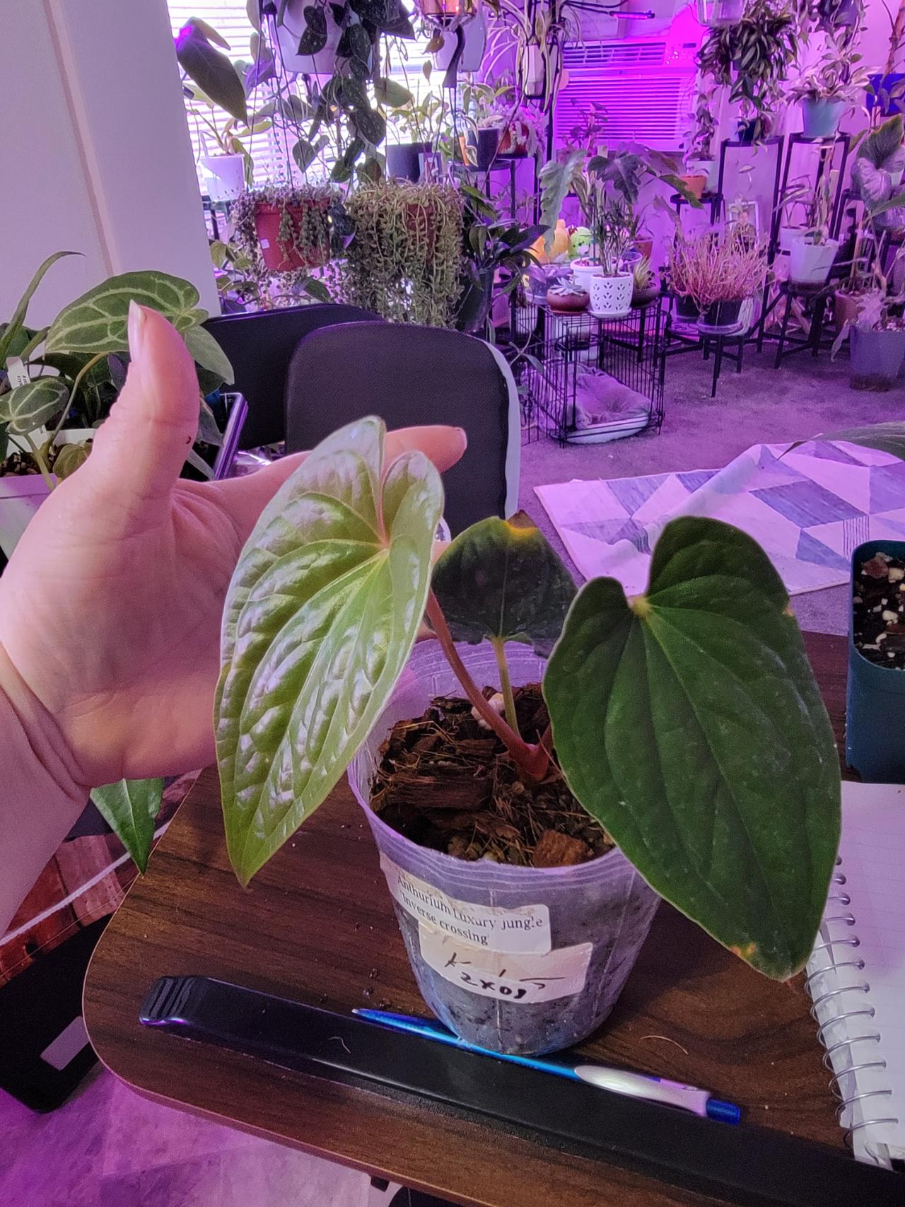 Anthurium Happy Bunny 'Inverse crossing' Anthurium Happy Bunny