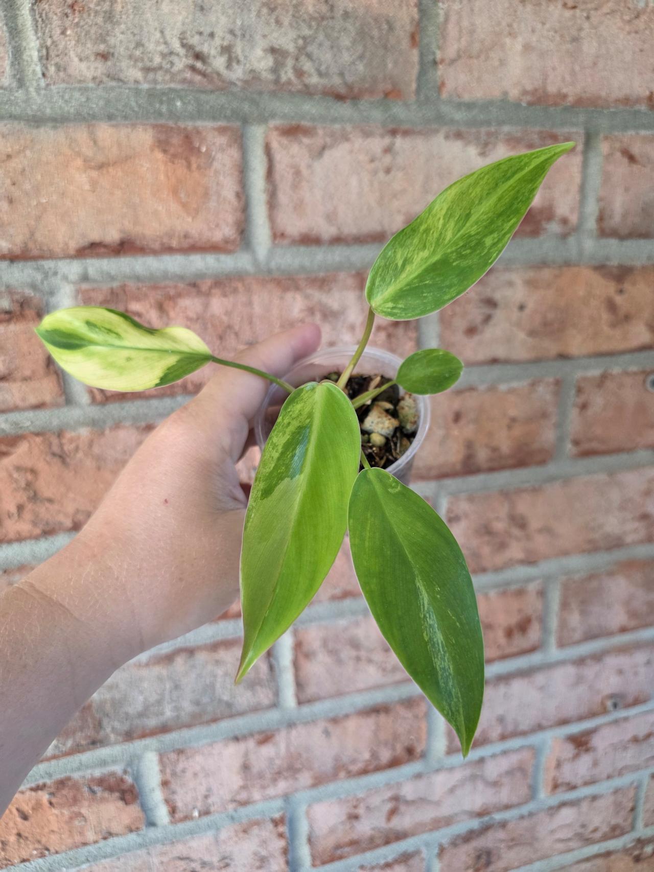 Philodendron Avocado Shake (Emerald Queen var) ($70) from @GardensOfMidgard