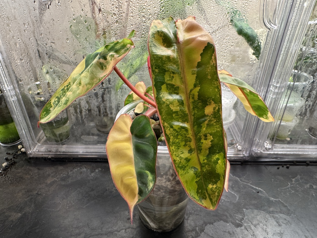 Variegated Billietiae ($175) from @VinSanePlantGame