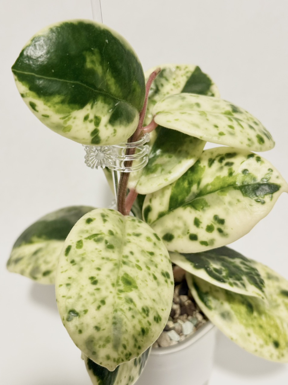 その他観葉植物 Hoya carnosa ' Madara  angel' その他観葉植物 Hoya carnosa ' Madara angel' Hoya Carnosa 'Madara