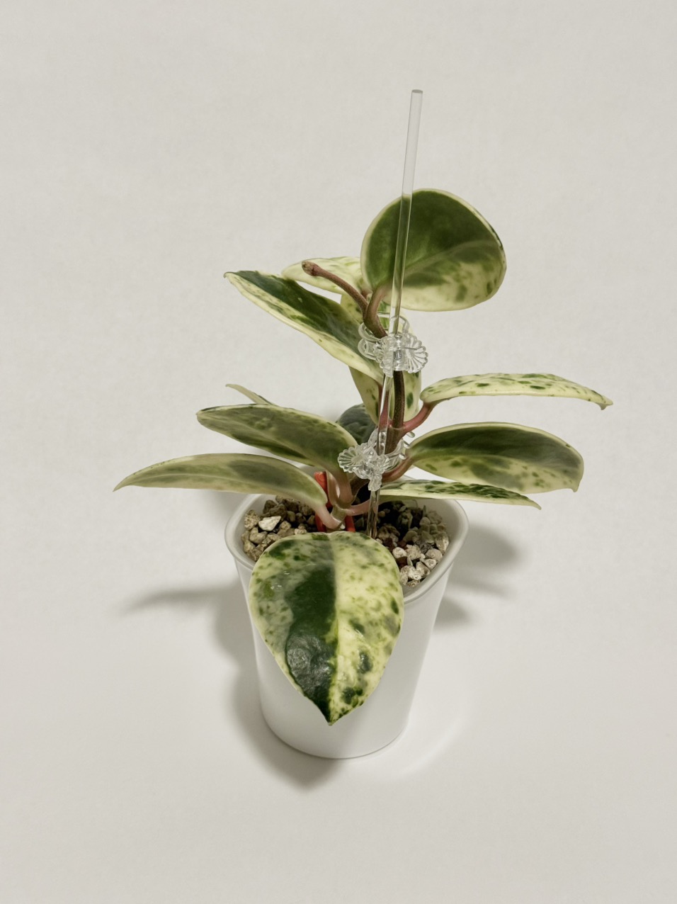 Hoya Madara Snow Angel ($1060) from @thetrailingfoliage