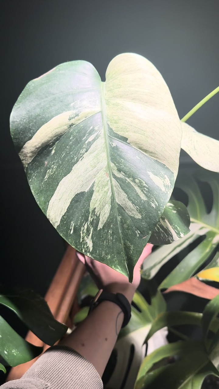 horsehead philodendron Philodendron bipennifolium (Horse/ Wolfs Head Philodendron) - 25cm Pot main image 0