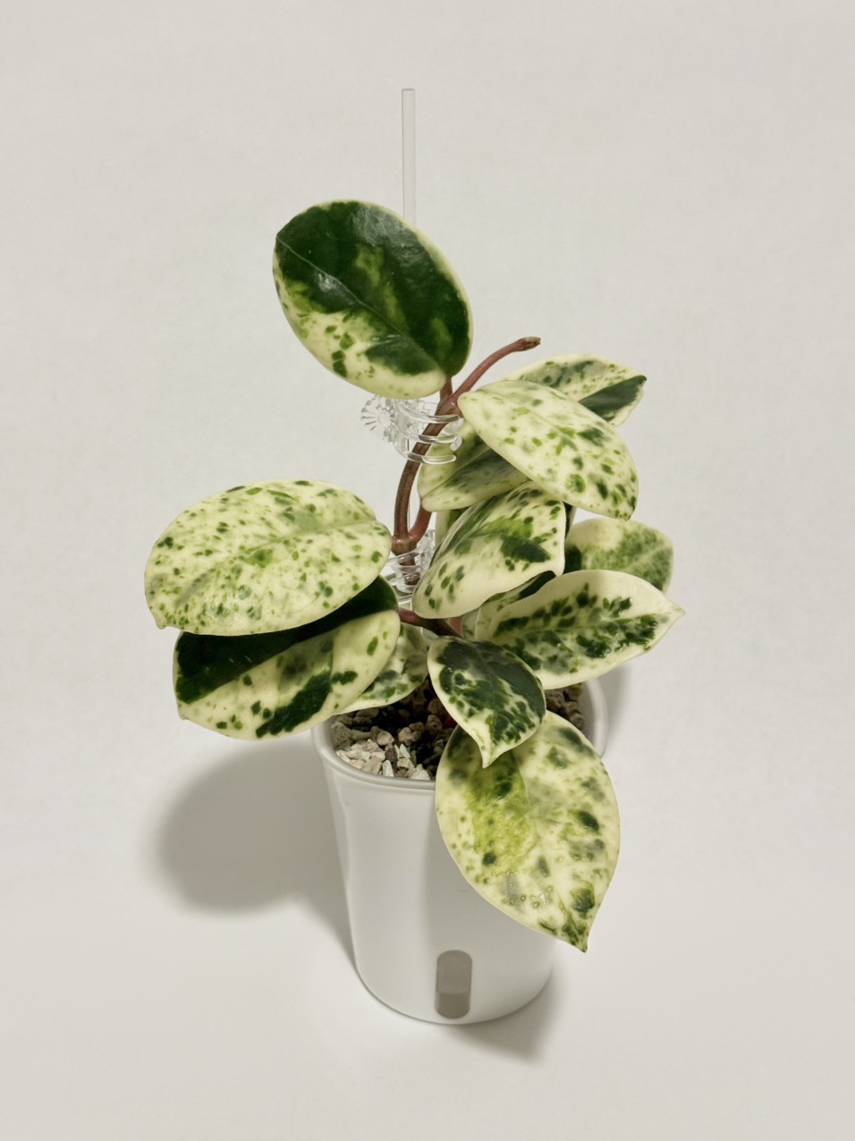 その他観葉植物 Hoya carnosa ' Madara  angel' Hoya carnosa Madara 'Snow Angel' The kids are off to school which