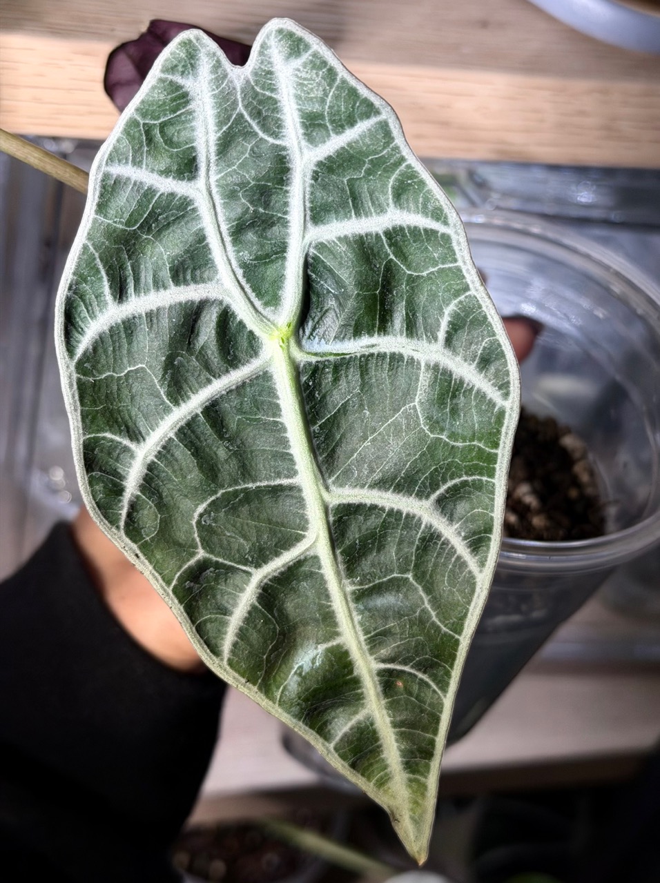 Alocasia Watsoniana Lightning *CORM only!!* ($40) from @LacyPlants