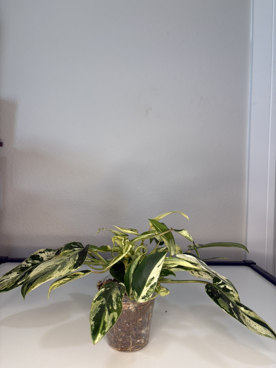 Monstera laniata mottled (2 plants) ($35) from @PlantAmore