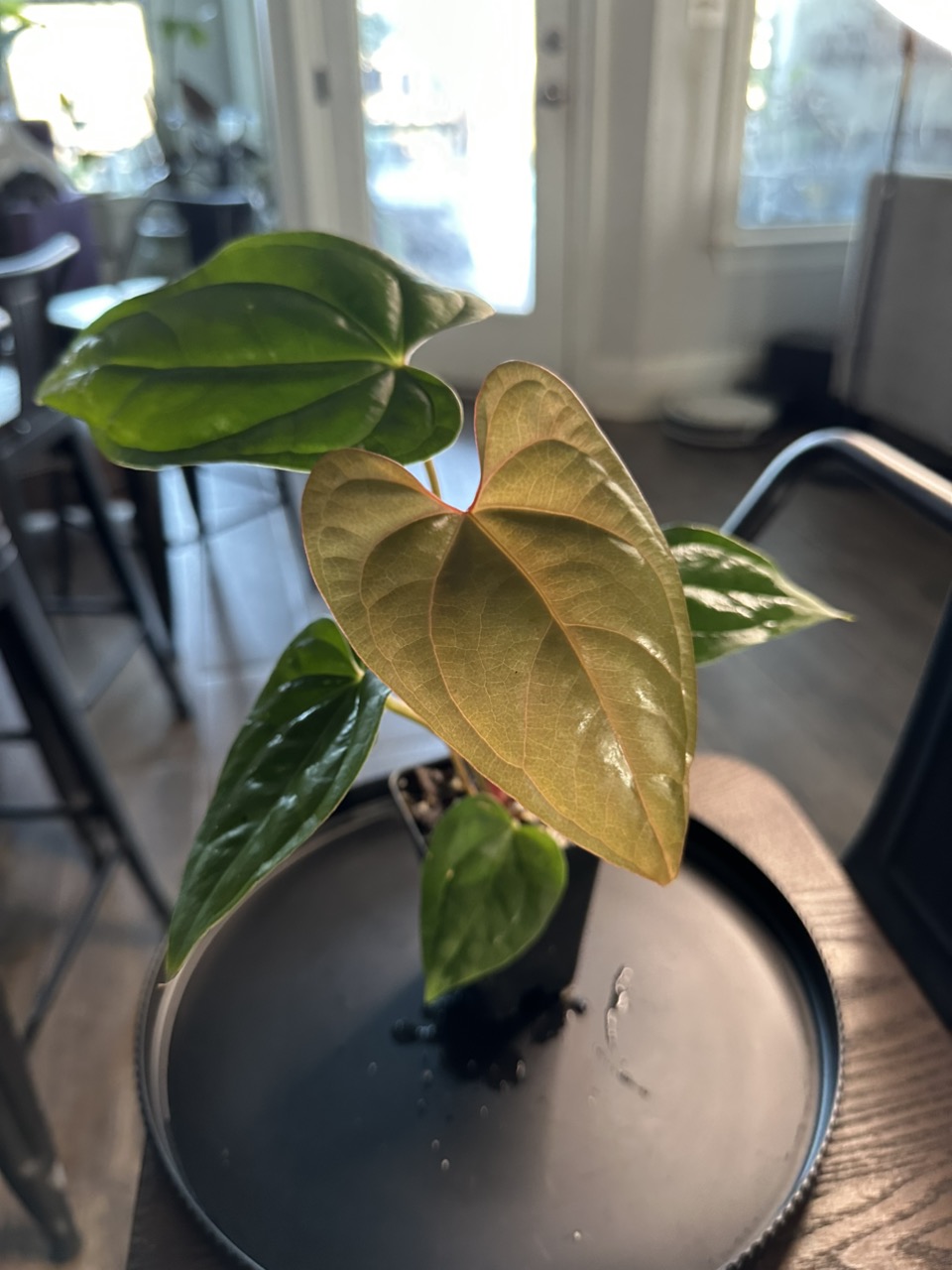 Anthurium 'Tim Anderson Mag Pap x Silver Peru #2 ($30) from @Gary_the_snail