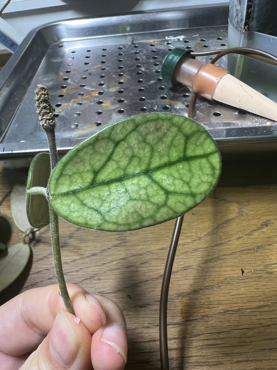 Hoya lyi noid cutting B ($7.95) from @gglovesplants