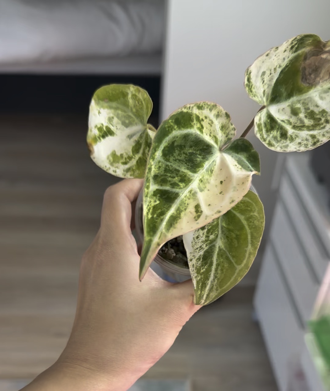 Variegated Anthurium (Michelle x Zara) x pap ($1200) from
