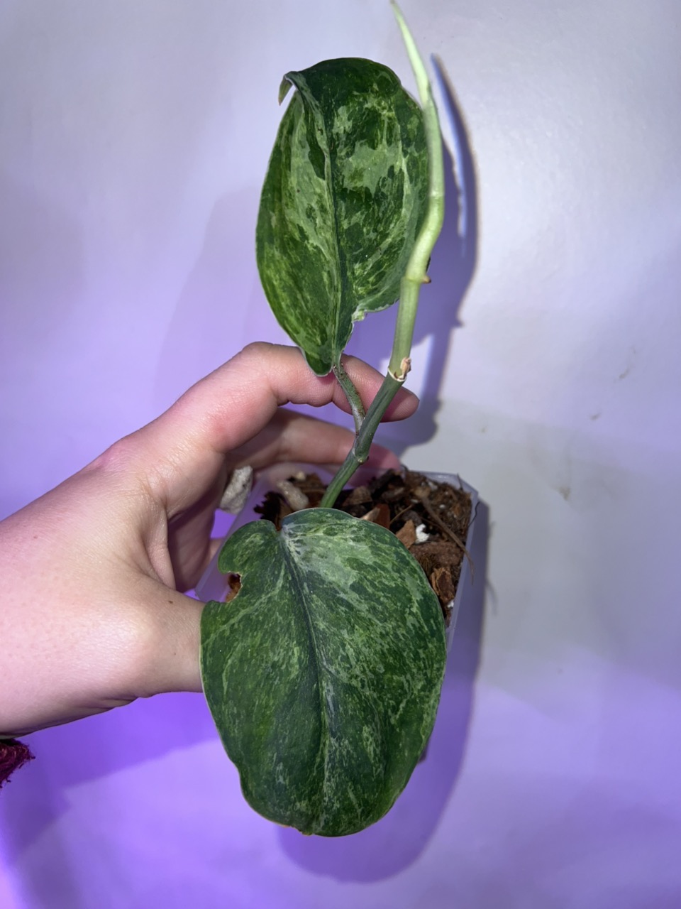 Philodendron Heartleaf Albo ($86) from @SpencerHouseofPlants