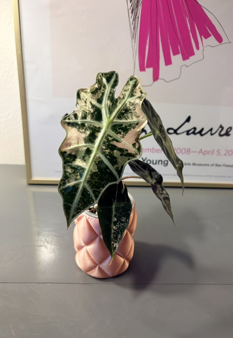 Variegated Alocasia Amazonica Polly Pink Mint ($75) from @Melzaabi
