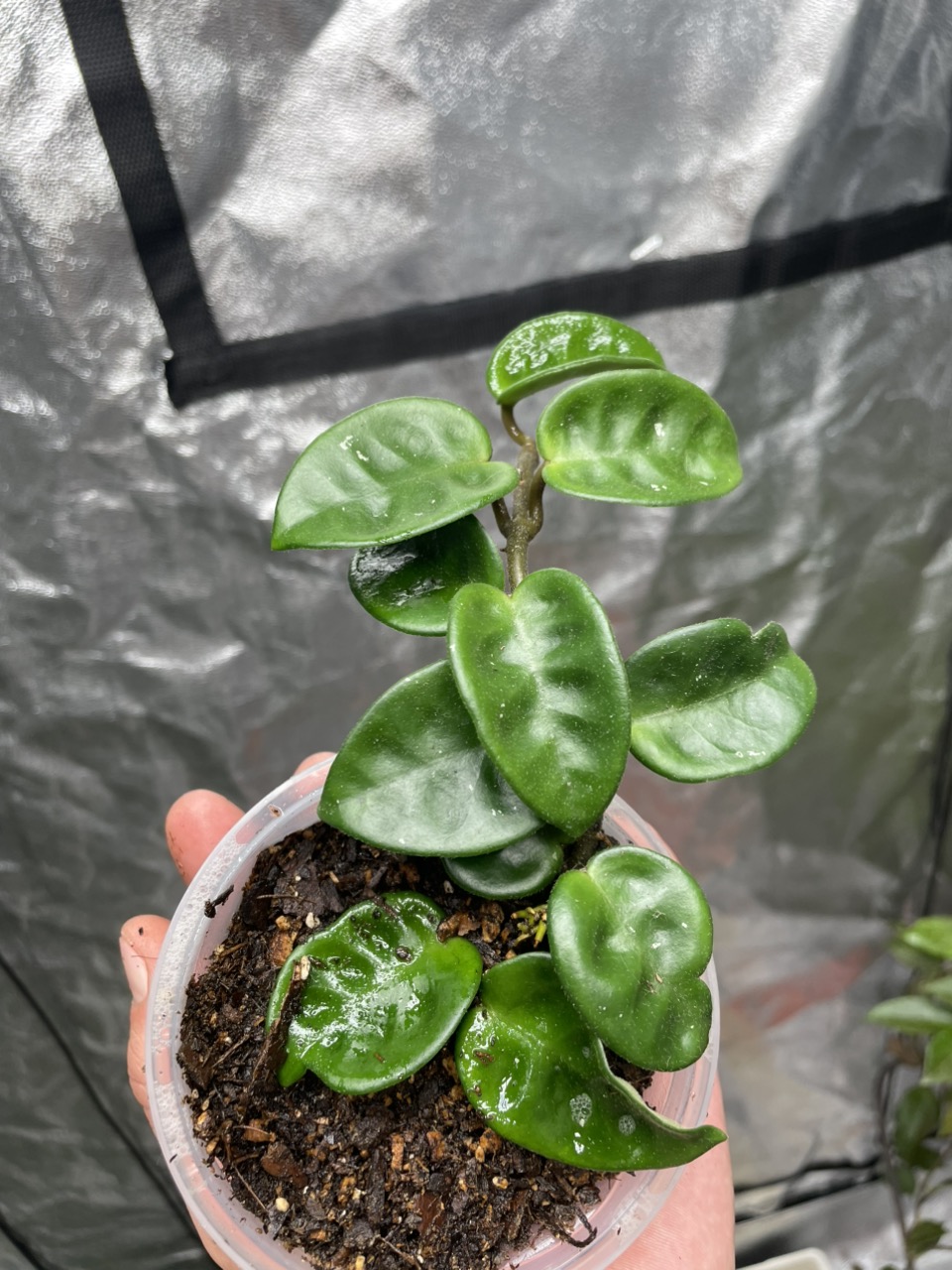 Hoya Krinkle