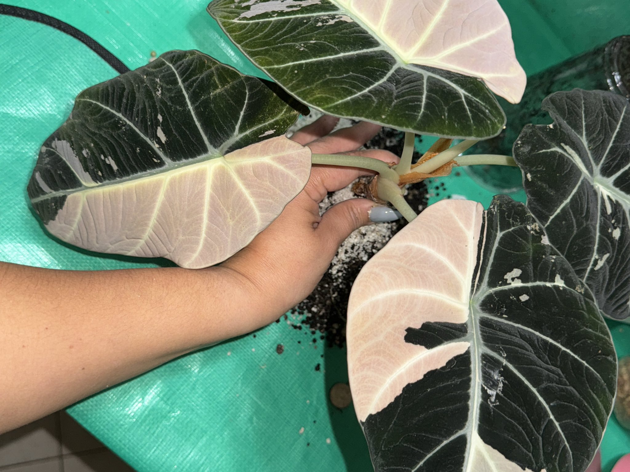 Monstera Mint NoId/ Jungle Mint rooted Barry Schwartz lineage