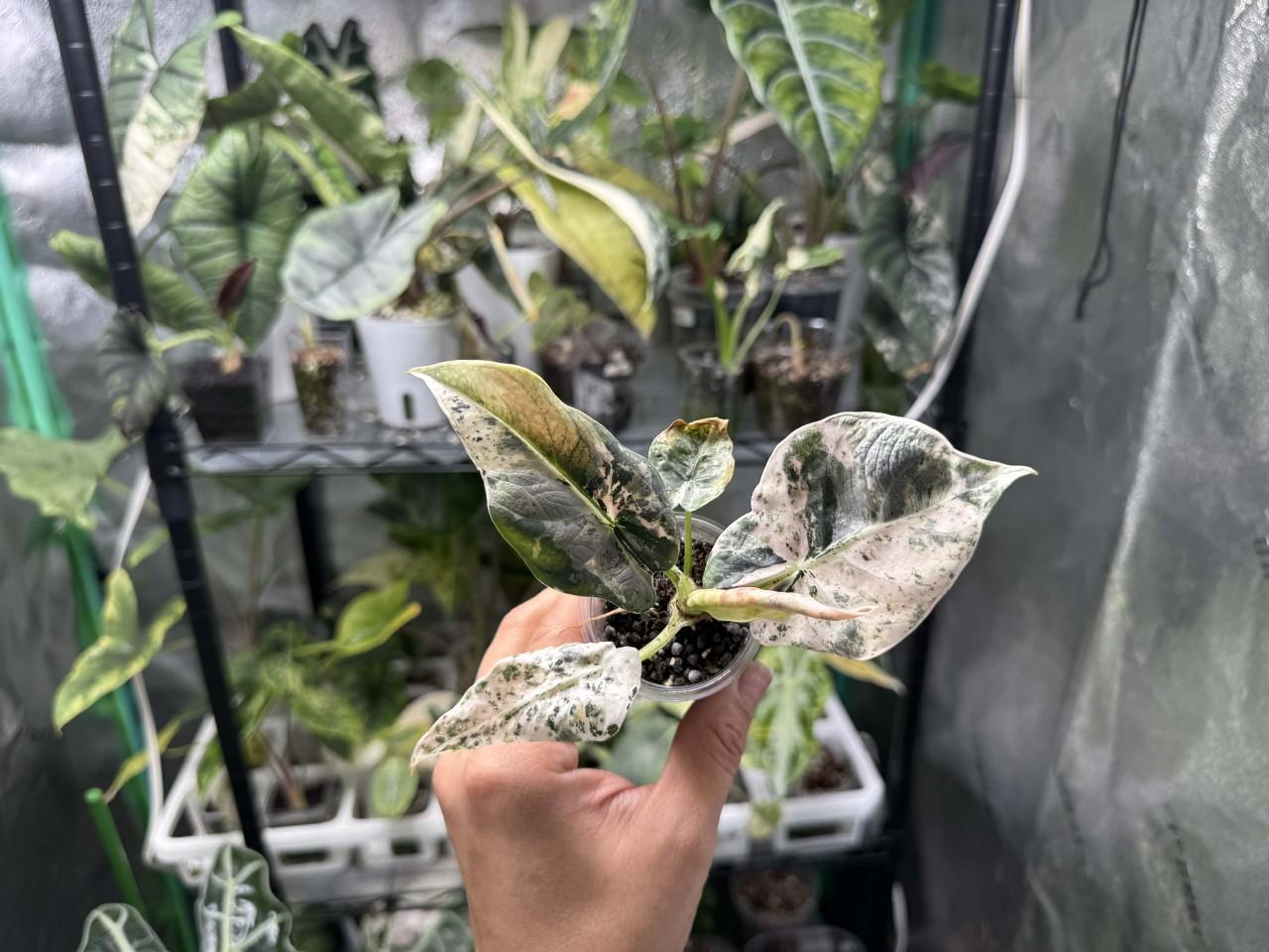 Pink Mint reginae ($1250) from @GanFamProp