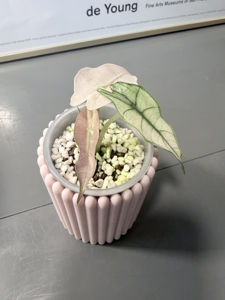 Variegated Alocasia Amazonica Polly Pink Mint ($75) from @Melzaabi