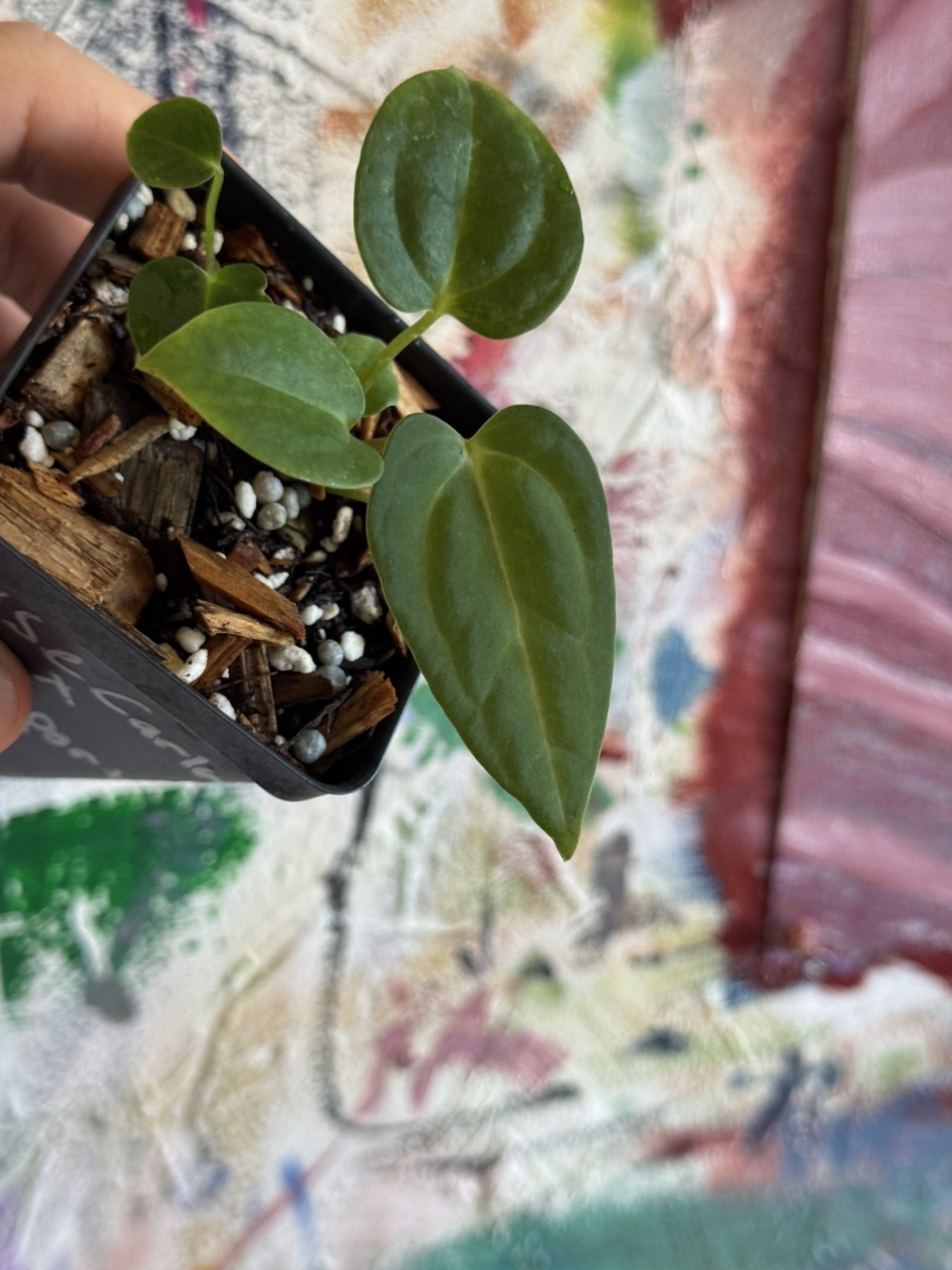 Anthurium (( Crystal x Mag ) x Doc Block) x Open ($15) from