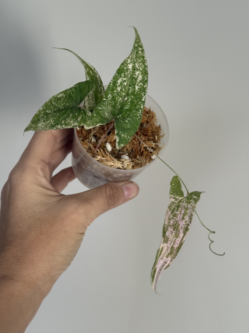 Pink pixel dioscorea ($105) from @GemstoneGardenLLC