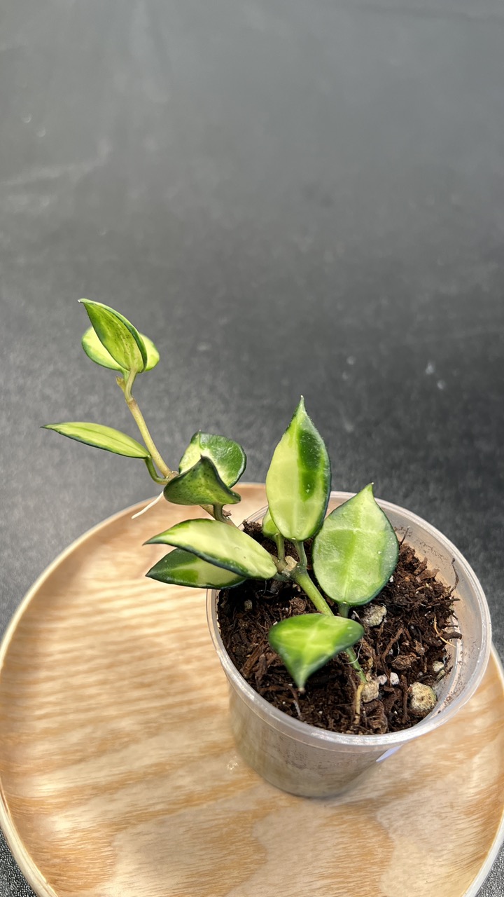 Hoya Lacunosa Illumi ($45) from @LeafandBloomCo