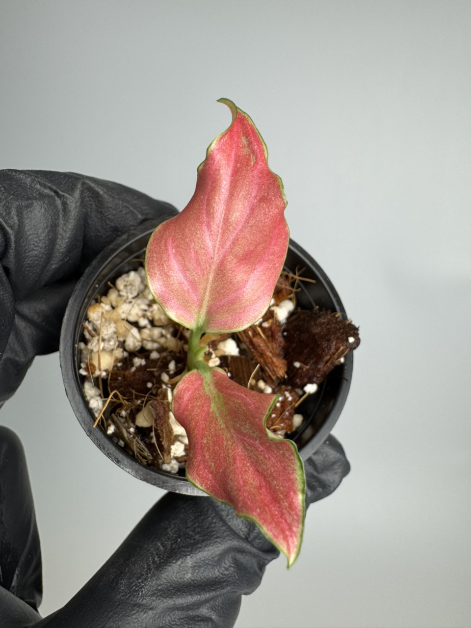 Aglaonema Mojo Red TC (growers choice) ($11) from @GrowingCrazy
