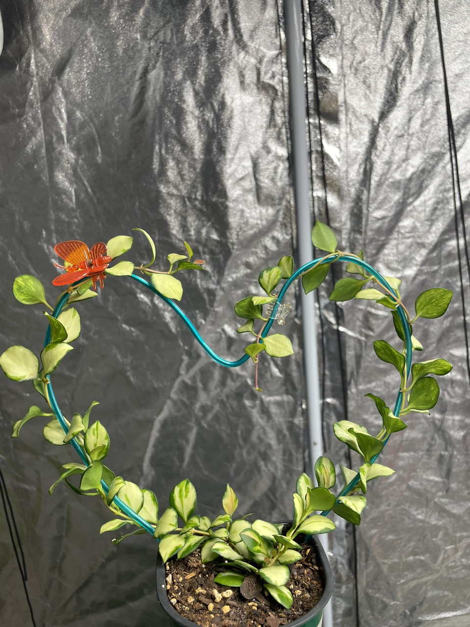 Hoya Heuschkeliana Variegated