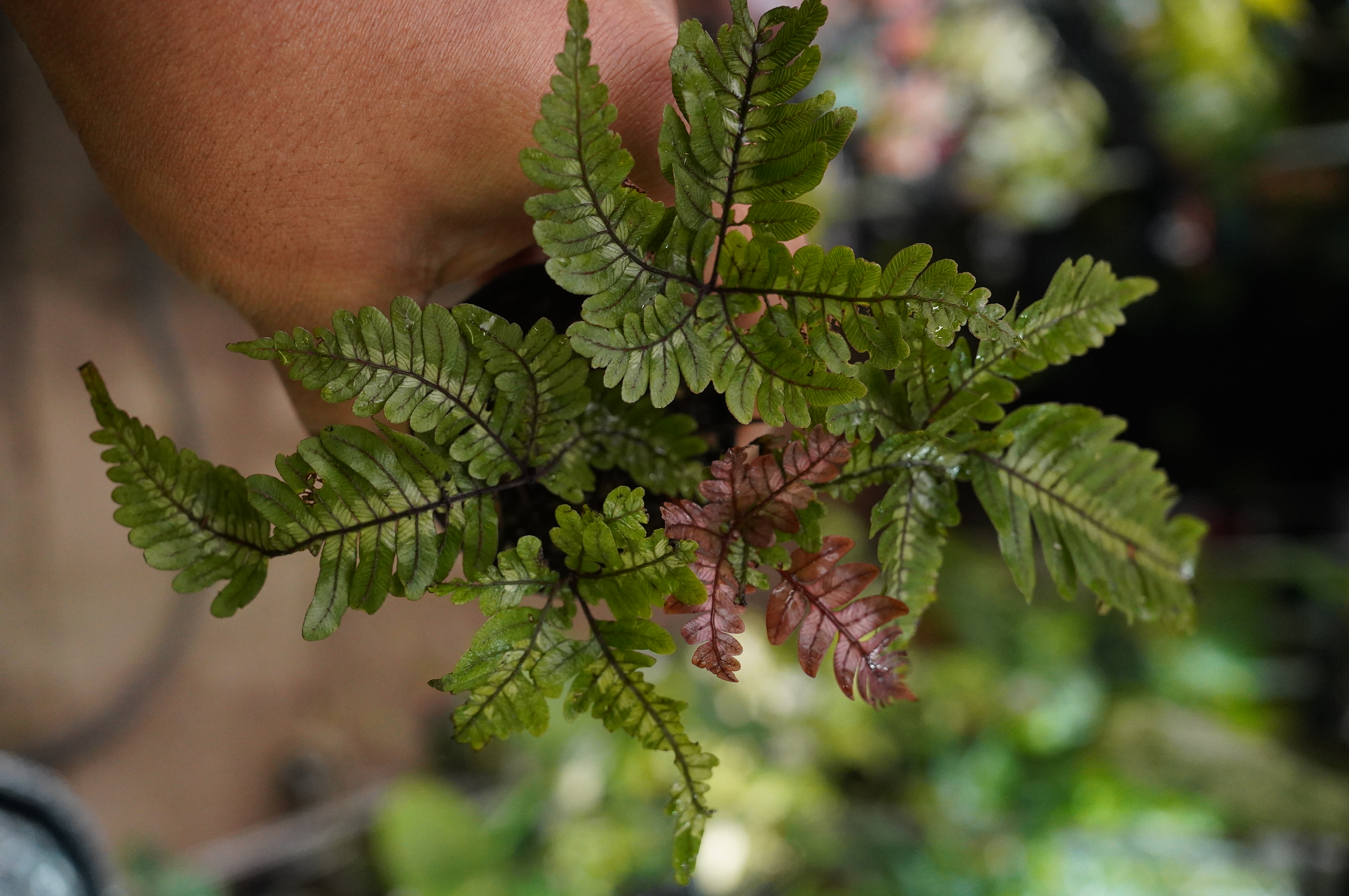 Candy Stripe Brake Fern