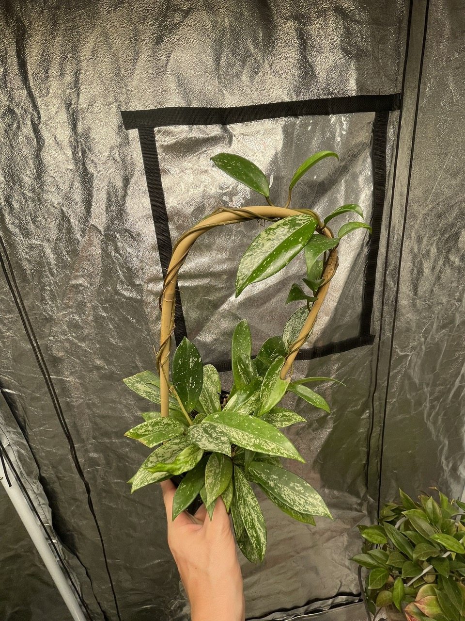 Hoya Pubicalyx splash