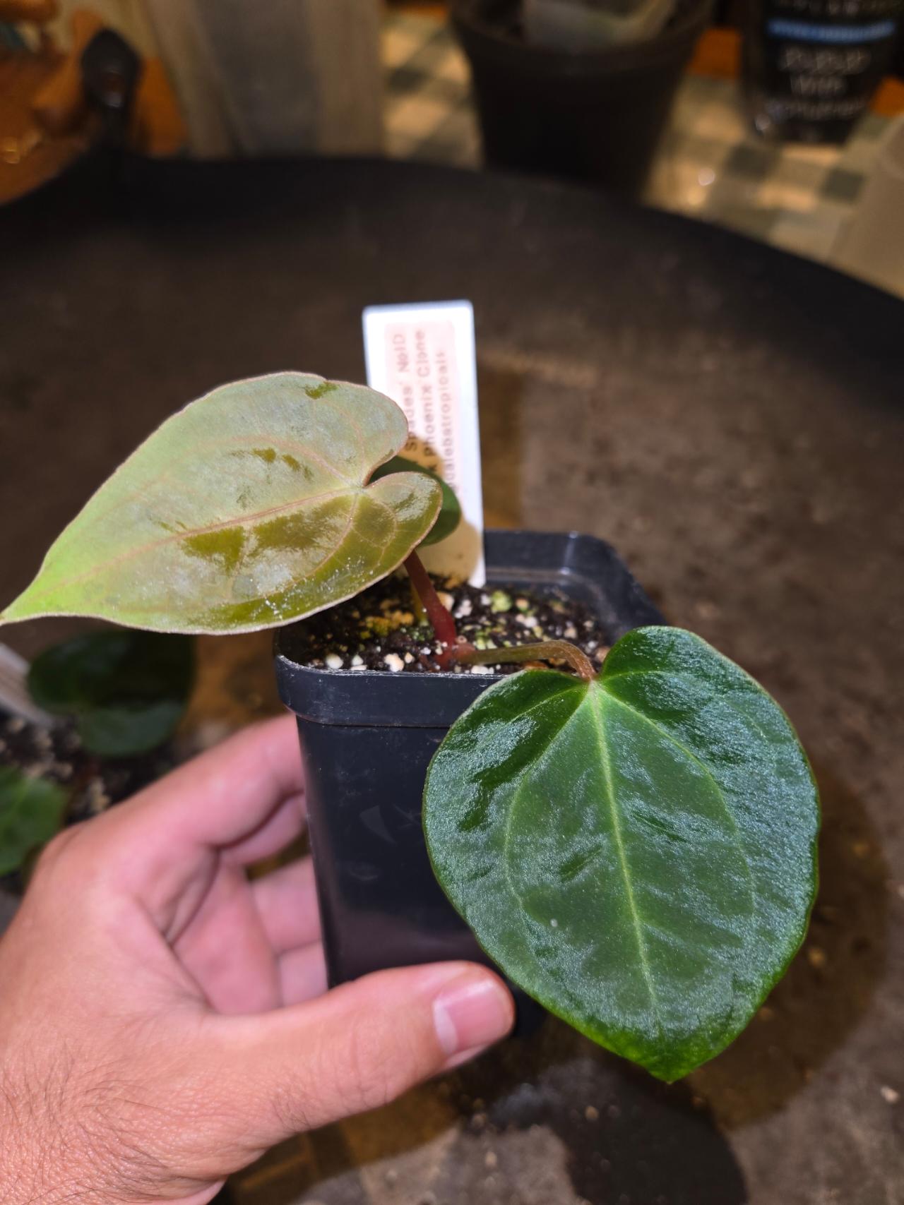 Anthurium 
