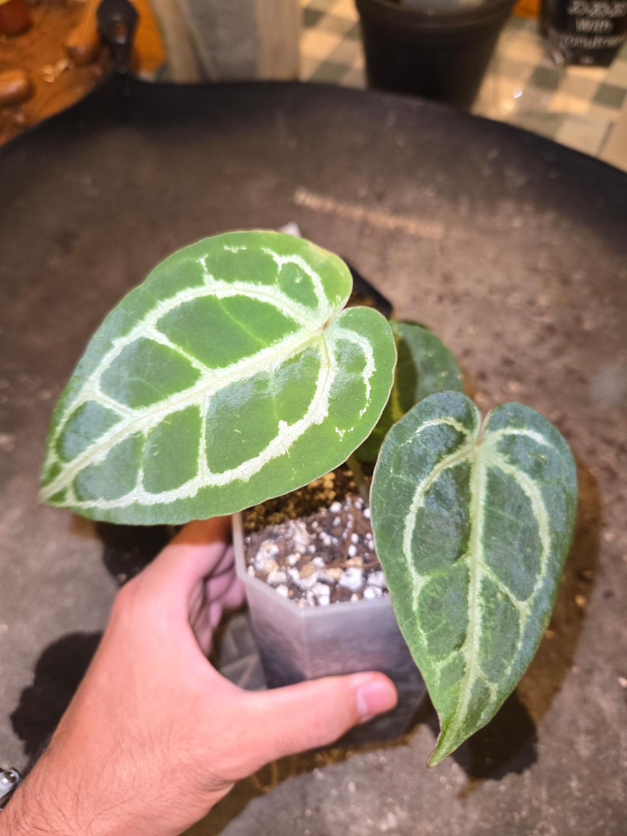ピンクアガベ ボトムM Anthurium Pink Lemonade s1 (Directly from SKG Gardens) ($750) from