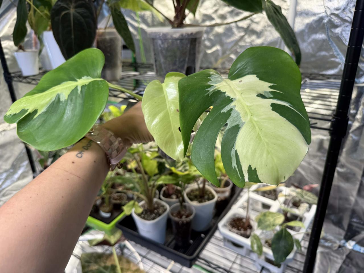 Alocasia Albo Low Rider ($250) from @GanFamProp