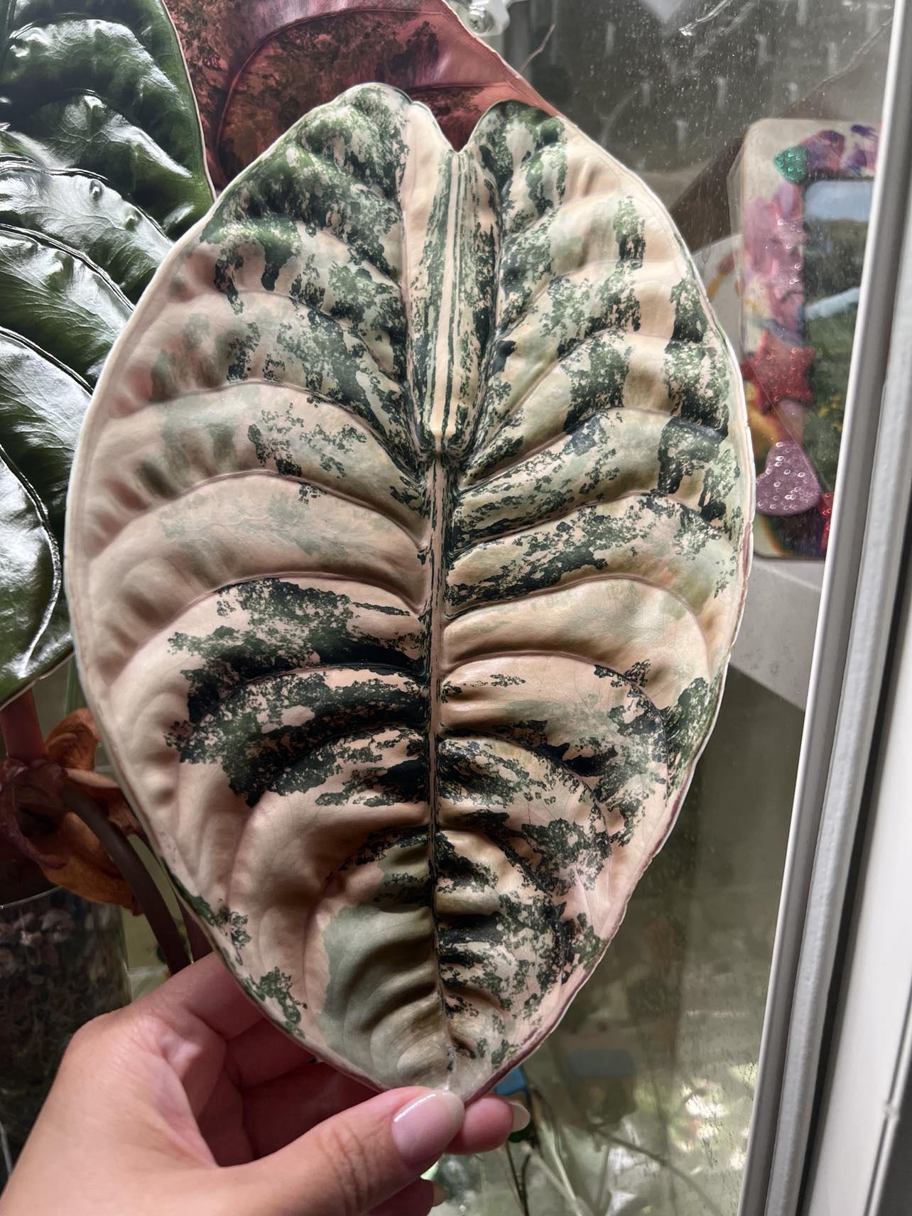 Alocasia Cuprea Carmel Latte Mother plant w/corm- FREE SHIP