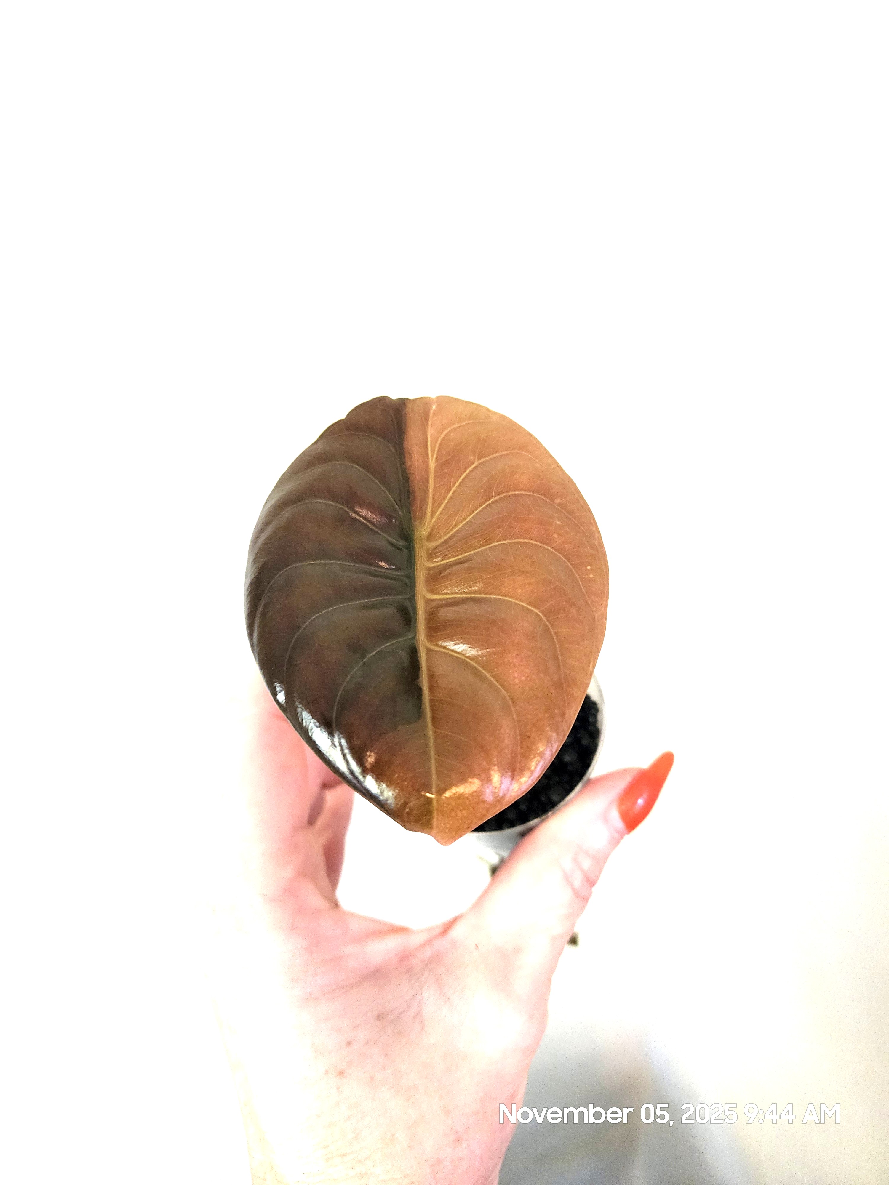 Alocasia Cuprea Carmel Latte Mother plant w/corm- FREE SHIP