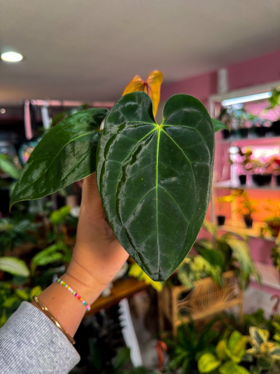Anthurium skg x black velvet x papi ($49) from @AngiesPlanties