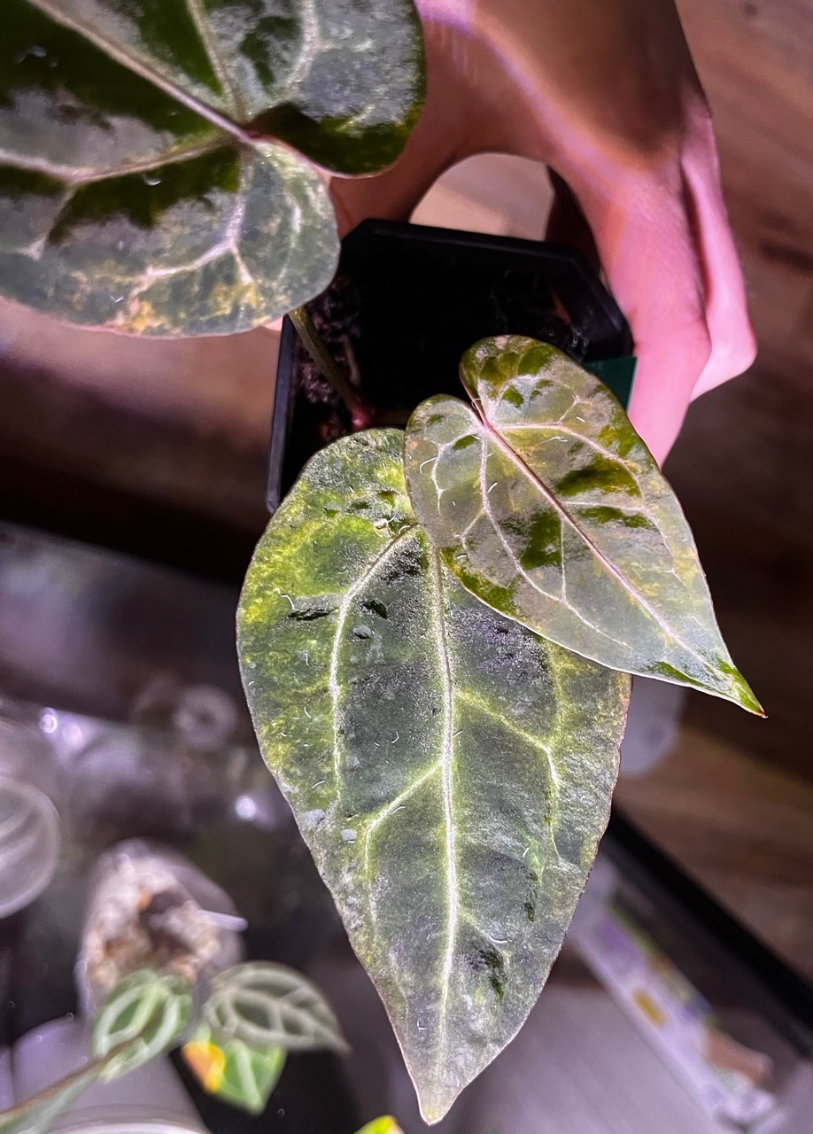 Variegated Anthurium Zara Michelle x Black Widow Michelle top cut