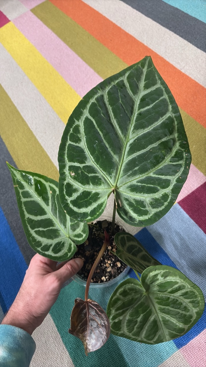 Anthurium SKG Silver X Red Crystallinum ($105) from