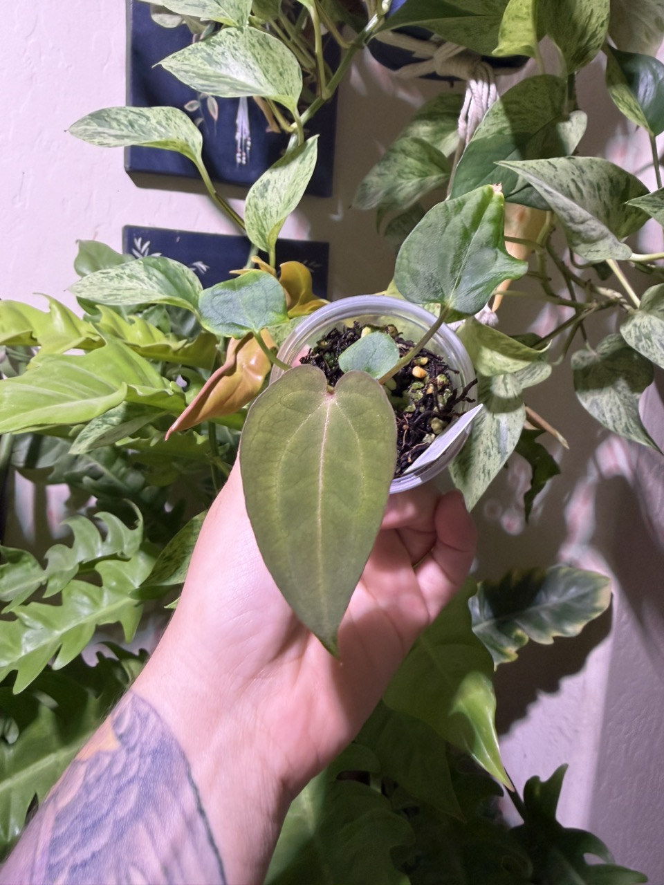 Anthurium (NSE RC X Carla) X (Forgetii X BVEP) #57 ($35) from @A